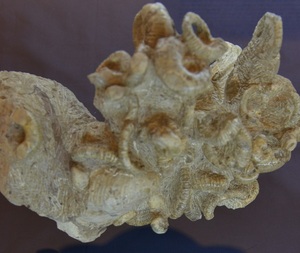 9300万年前の化石