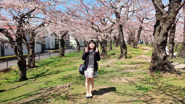 函館　五稜郭公園の桜