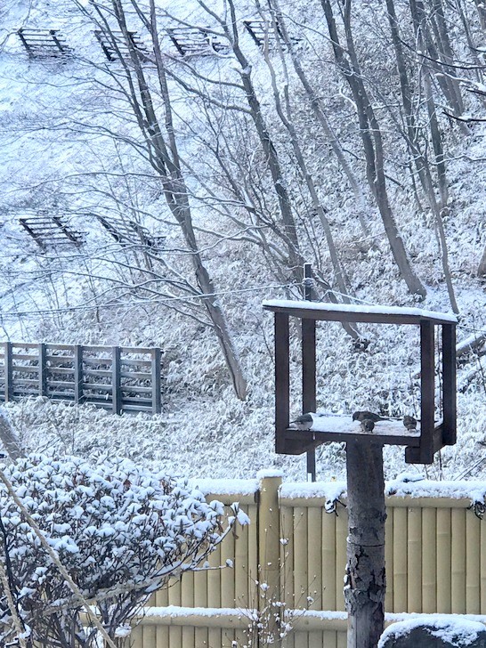 まだまだ雪が残るお庭の鳥台で餌をついばむ小鳥たち