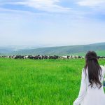 ナイタイ高原牧場の牛たち