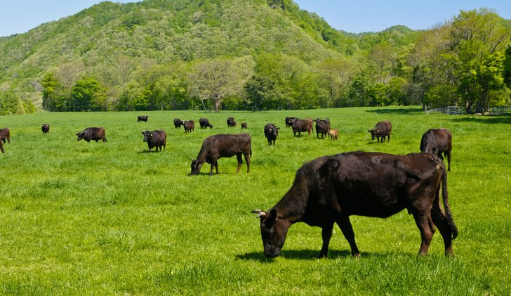 広大な北の大地でのびのびと育つびらとり和牛