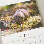 ナキウサギのカレンダー1月