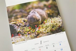 ナキウサギのカレンダー1月