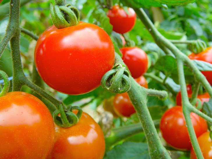 余湖農園のトマト