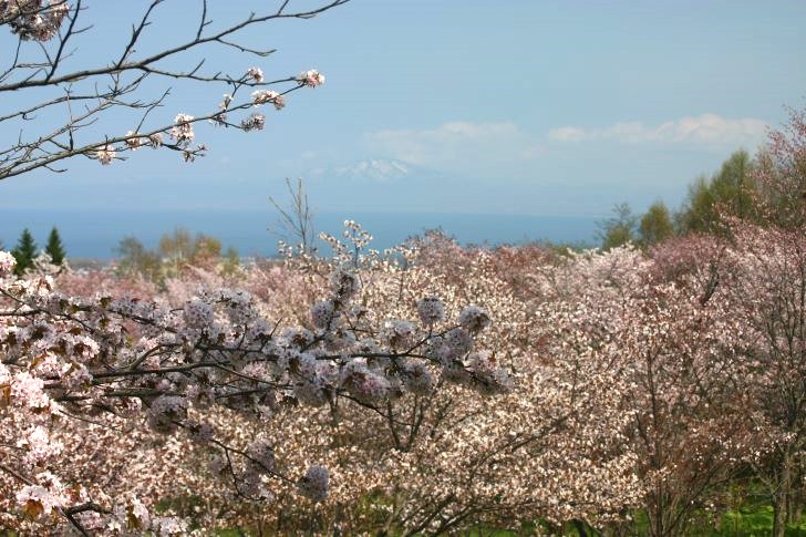天都山桜公園