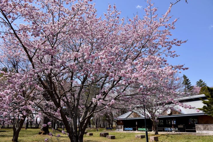 清見ケ丘公園　桜