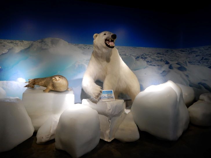 北海道立オホーツク流氷科学センターGIZA　厳寒体験室シロクマ