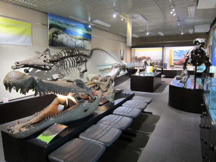 北海道大学総合博物館 古生物標本の世界