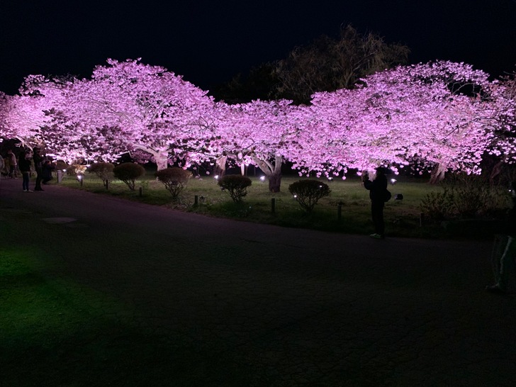 サクラテラスでライトアップされた桜