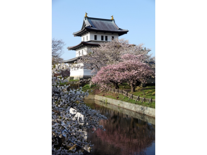 桜と松前城
