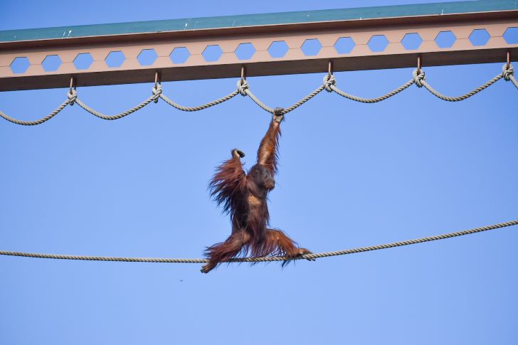 旭山動物園　オランウータン