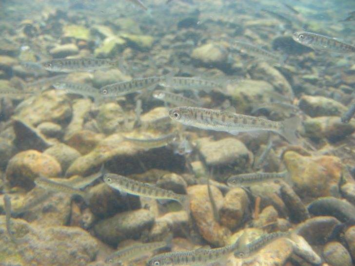 サケのふるさと千歳水族館　稚魚放流(水中観察ゾーン）