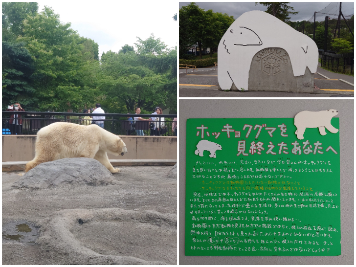 旭山動物園　ホッキョクグマ