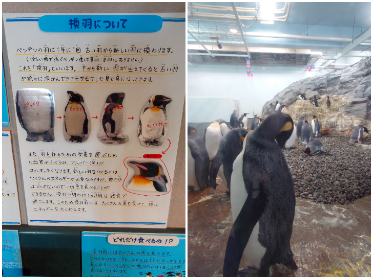 旭山動物園　ペンギン