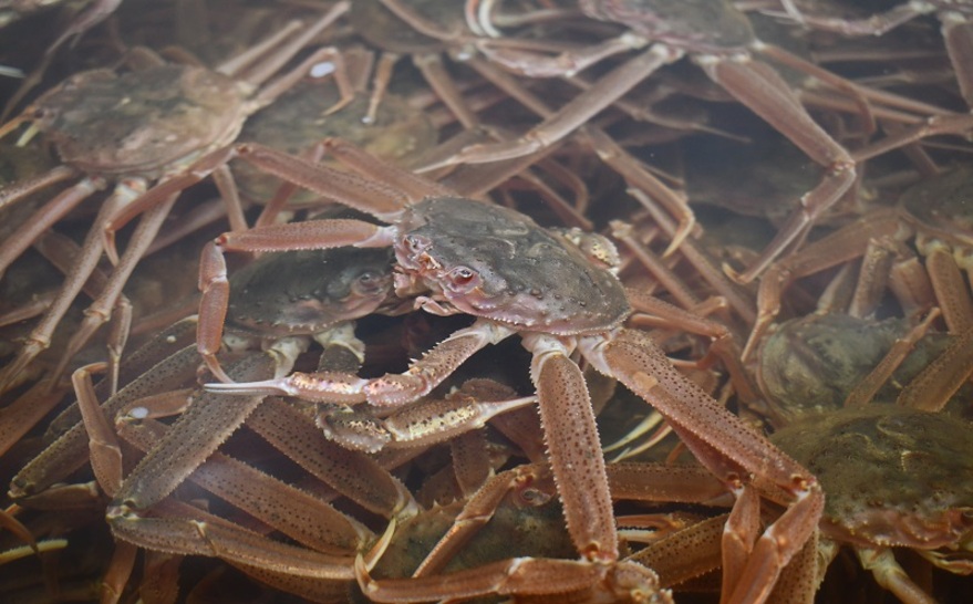 浦河町_オオズワイガニ